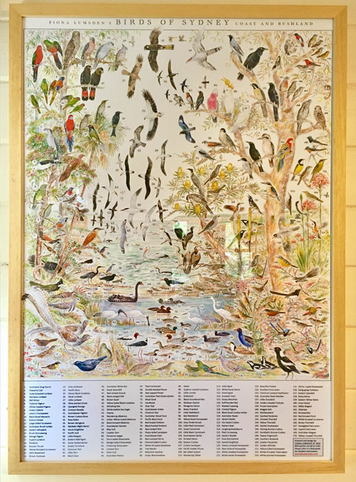 Birds of Sydney framed 500