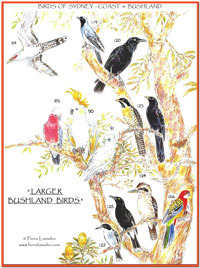 large bushland birds sydney