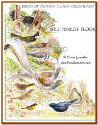 rainforest floor birds sydney