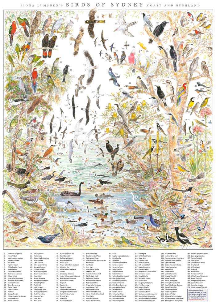 birds of sydney full