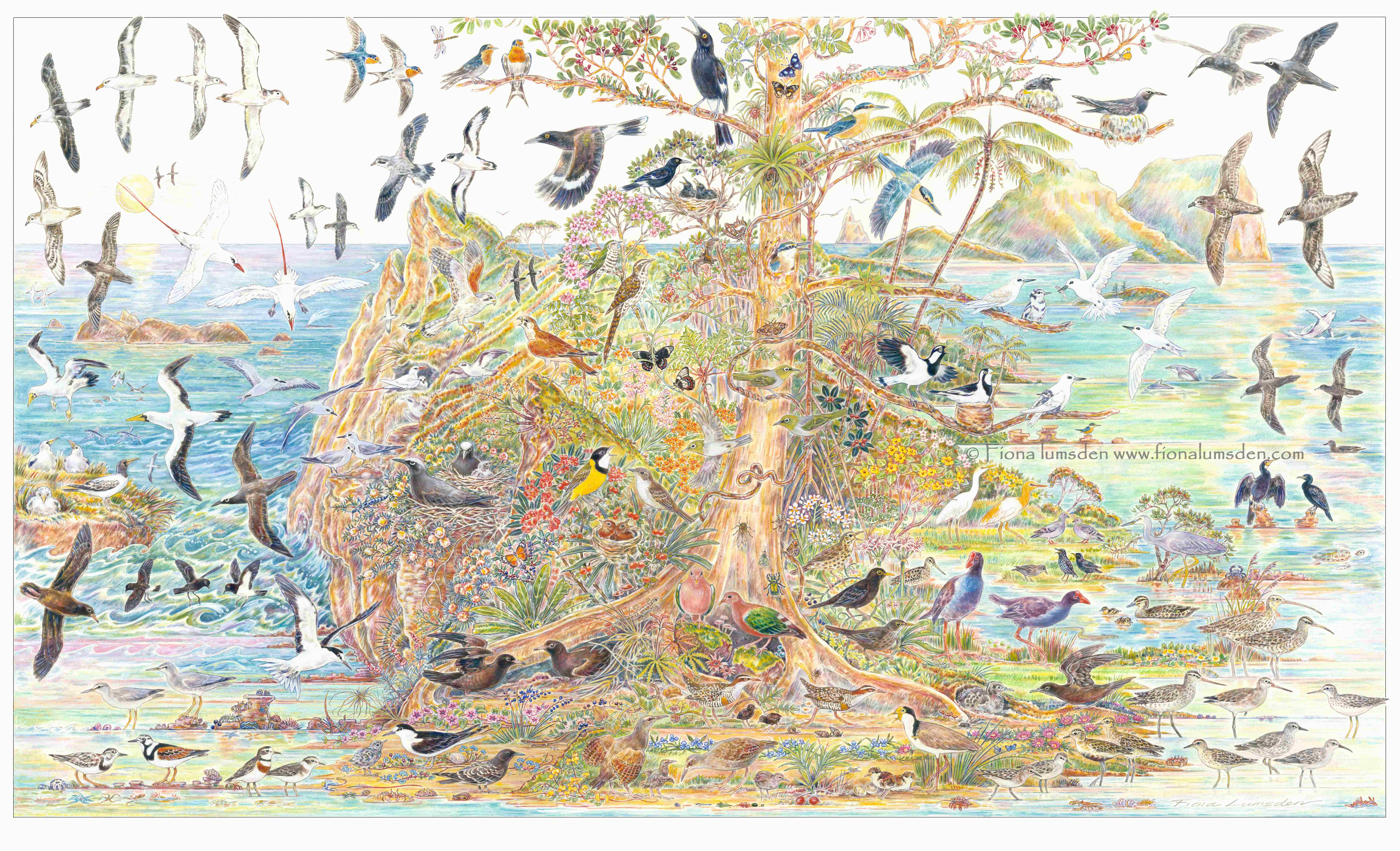 birds LHI artwork only Wm 2mb