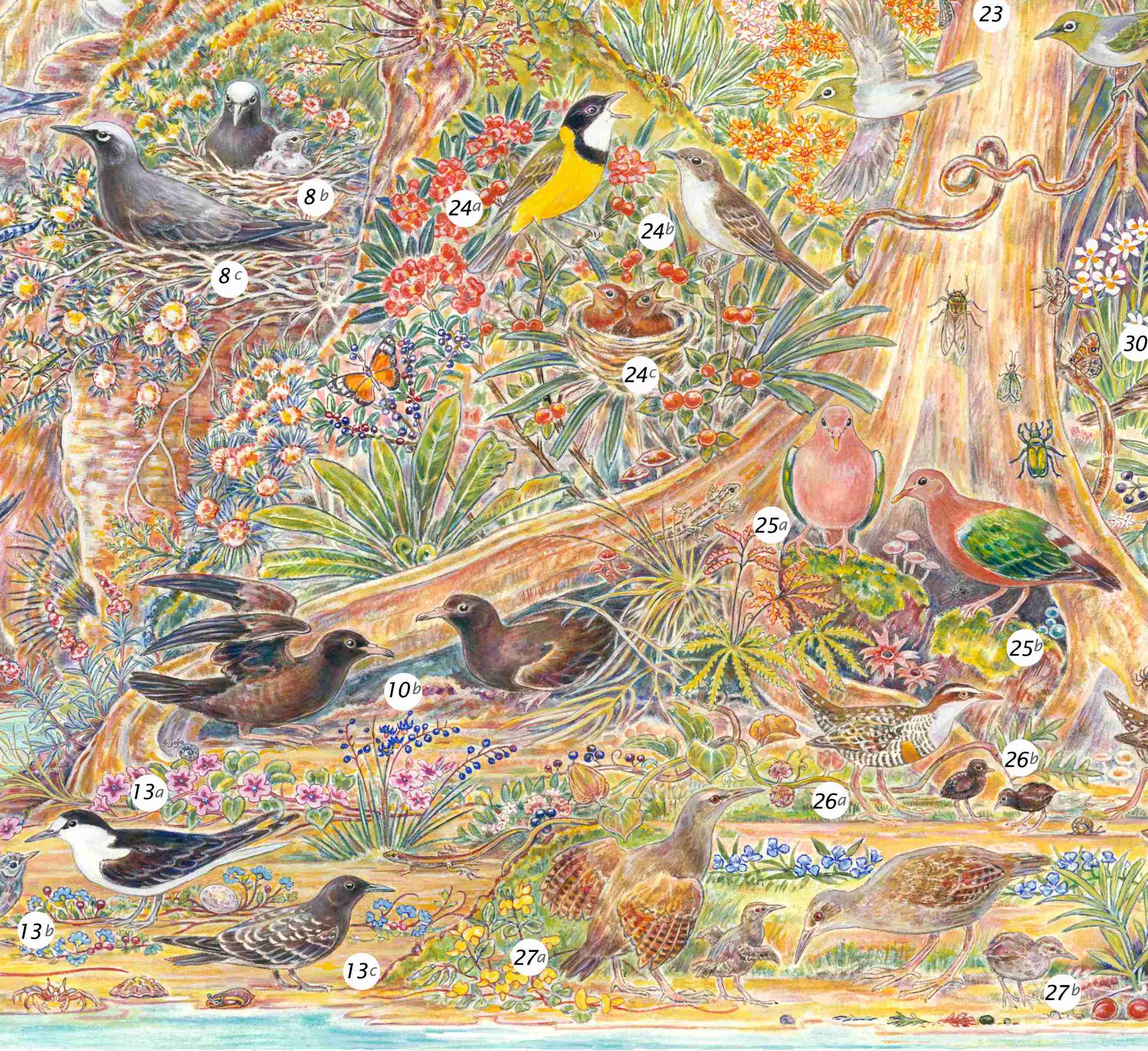 birds LHI bottom centre