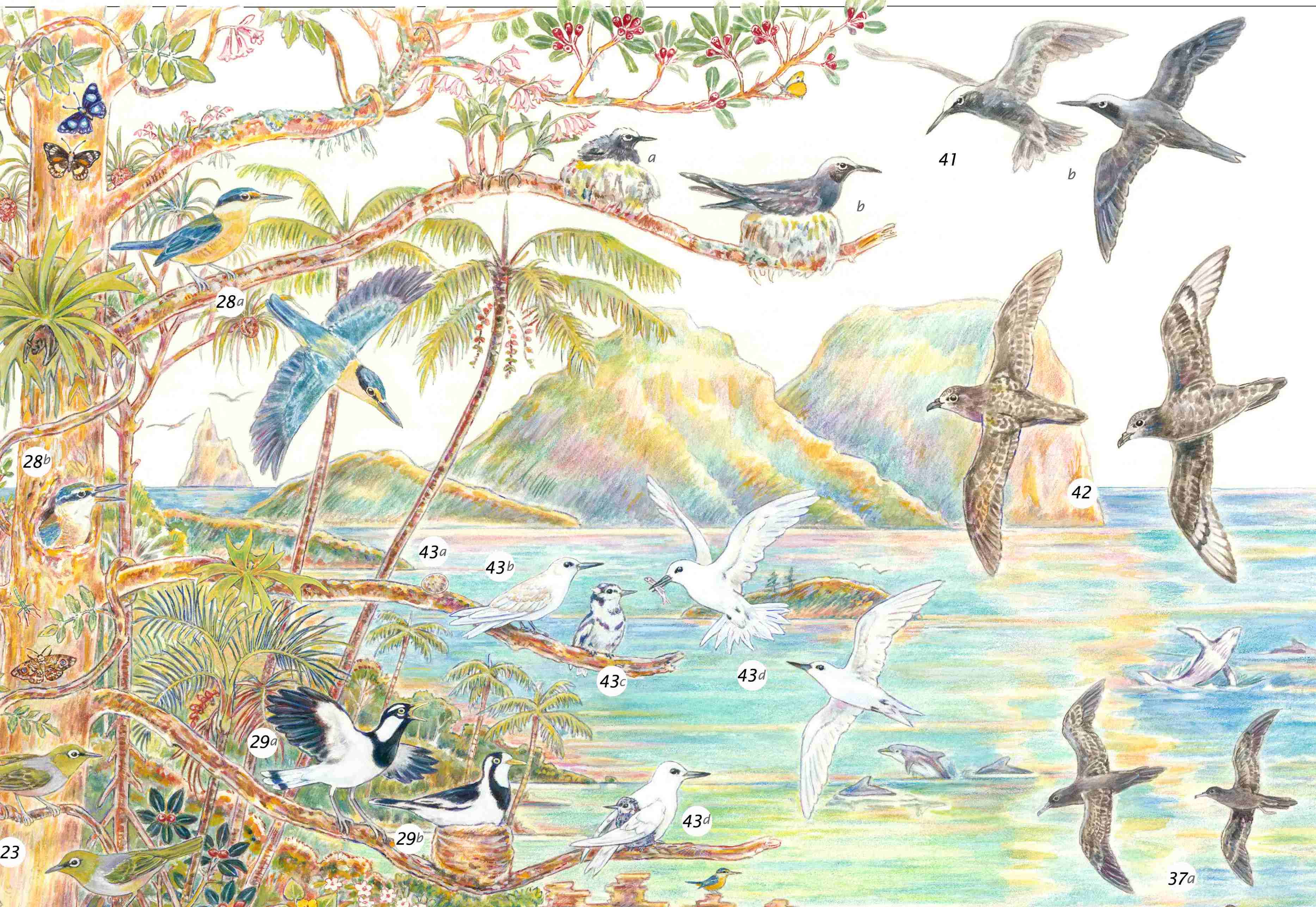 birds LHI top right