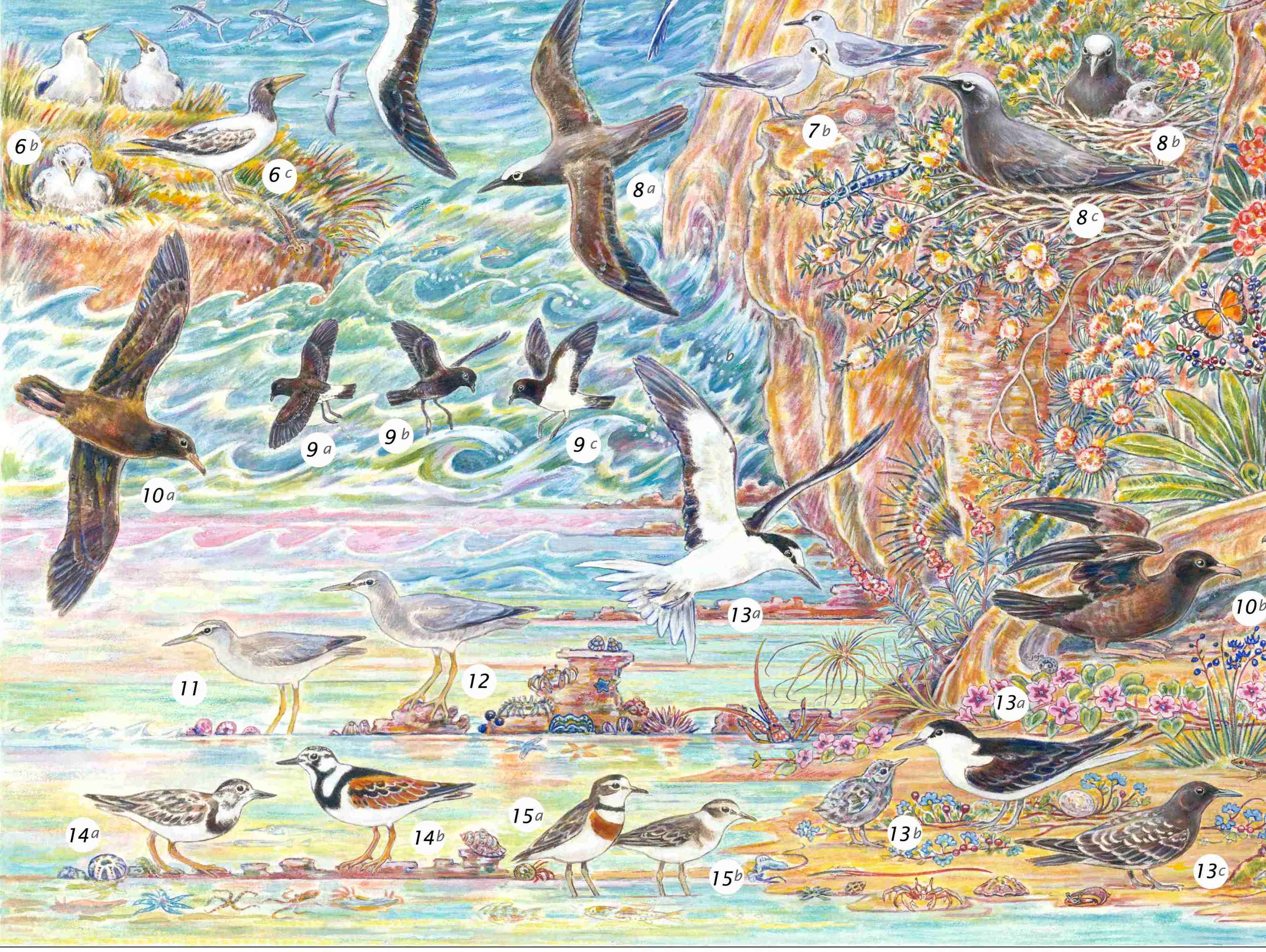 birds LHI bottom left