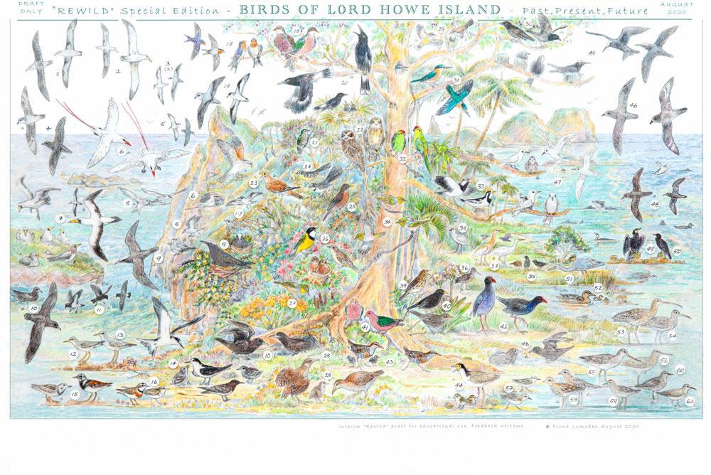 birds of lord howe islandpsoter draft