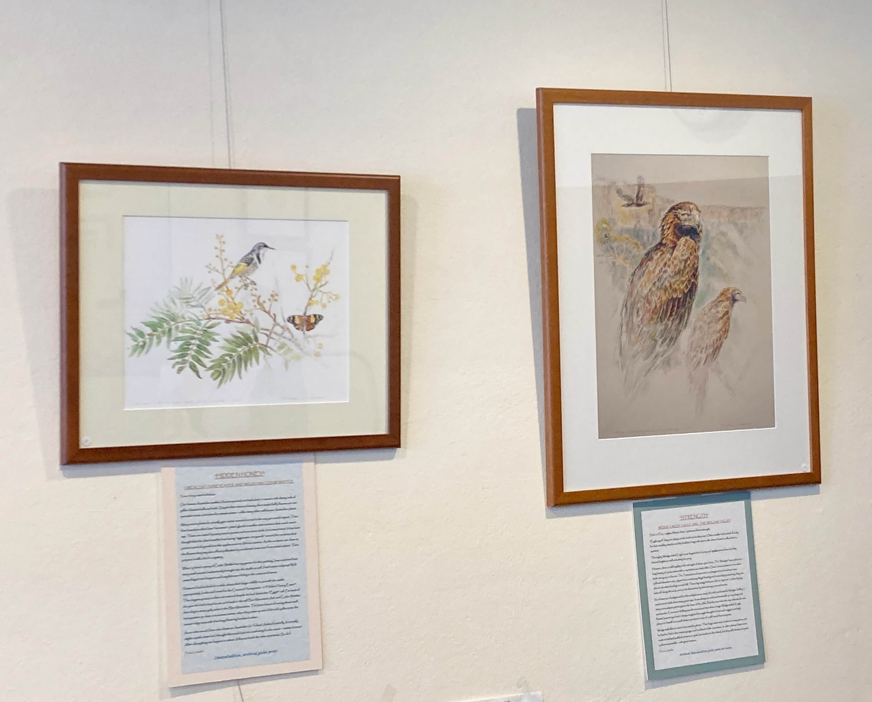crecent honeyeater & wedge tailed eagle
