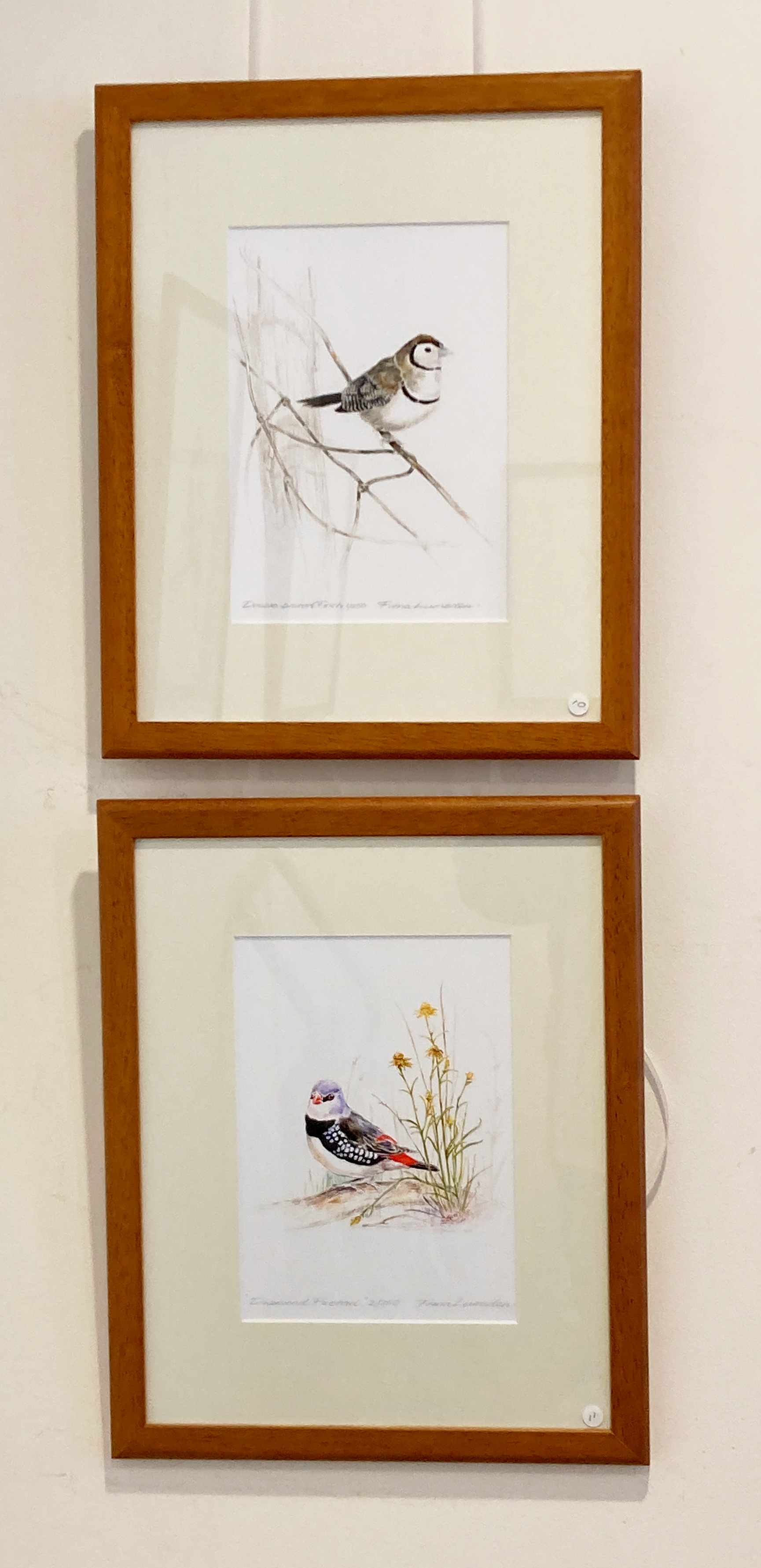 double bar diamond firetail
