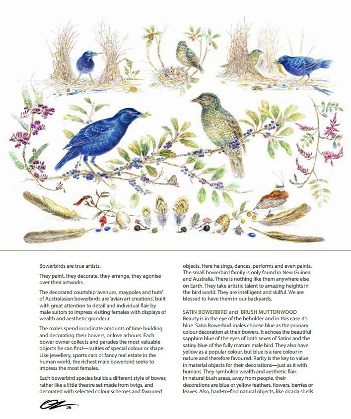 art bowerbirds p2