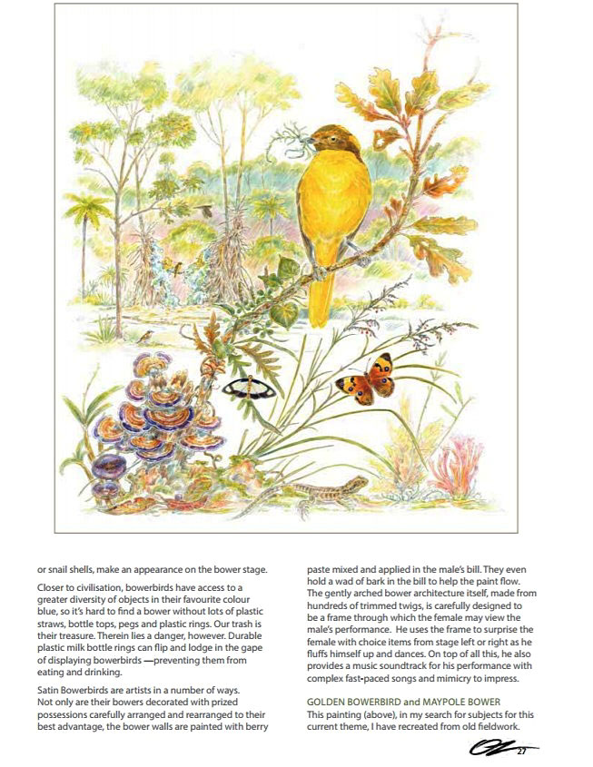 golden bowerbird oz arts