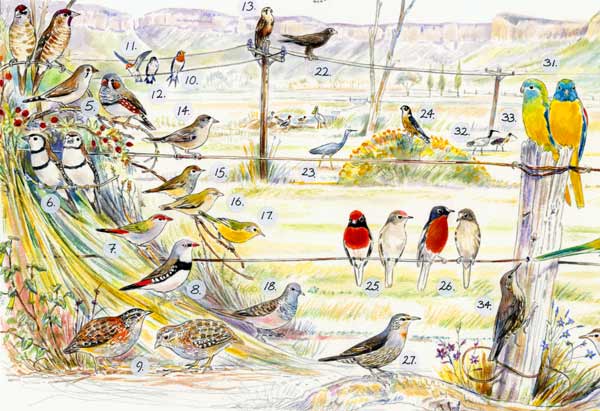 birdsof capertee lower left