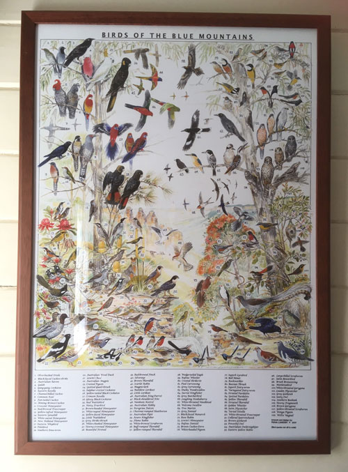 Birds of Blue Mountains framed 500