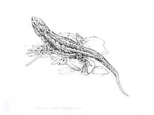 eastern bearded dragon
