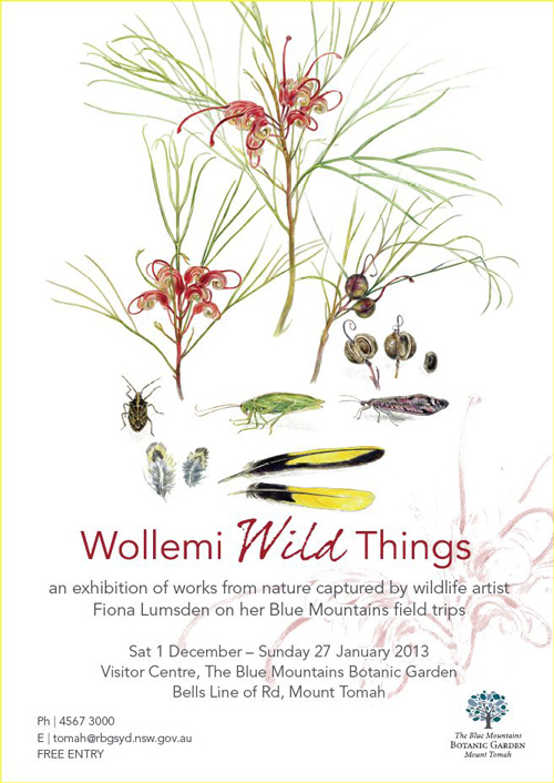wollemi wild flyer