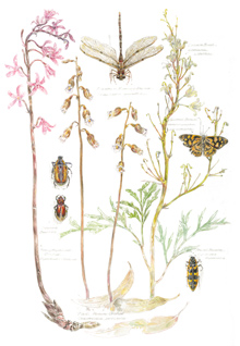 orchids and crinklebush