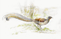 superb lyrebird male