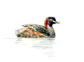 australasian grebe
