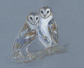 barn owl pair