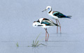 black winged stilts