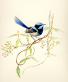 blue wren & silkpod