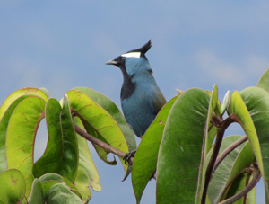 crested berrypecker
