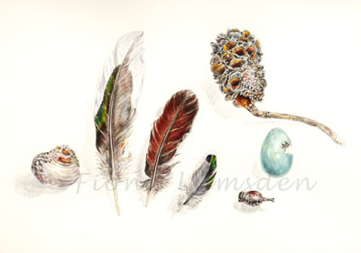 Feathers and Shells