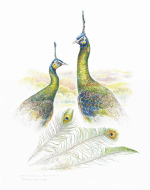 green peafowl pair