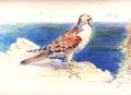 nankeen kestrel sea