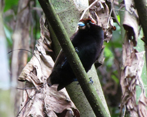 magnificent bird of paradise