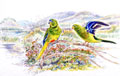 orange-bellied parrots