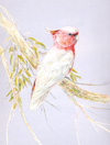pink cockatoo100