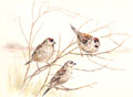 Plum-head Finch