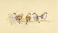 red-browed finches