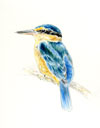sacred kingfisher