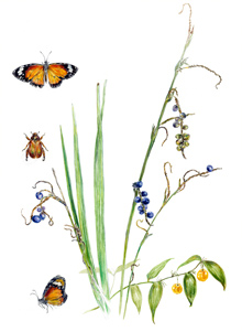 settlers flax