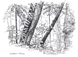 wollemi pines