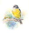 Yellow Robin