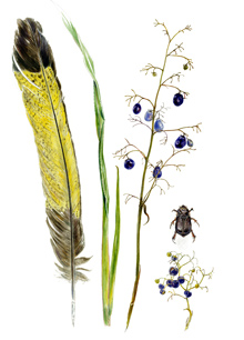 yellow-tailed black-cockatoo feather